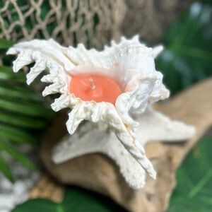 NEW REAL WHITE PINK MUREX SEASHELL & STARFISH SEA STAR CANDLE COASTAL NAUTICAL